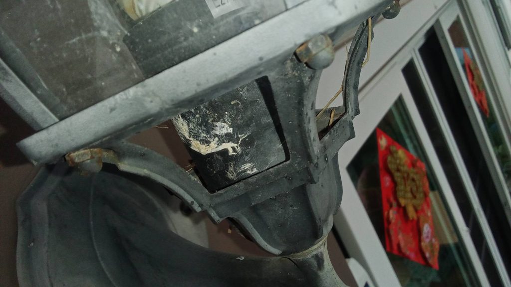 โคมไฟที่นกเข้าไปทำรัง