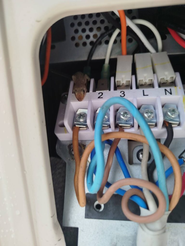 จิ้งจกถูกช็อตตายในจุดต่อสายไฟคอมเพรสเซอร์แอร์