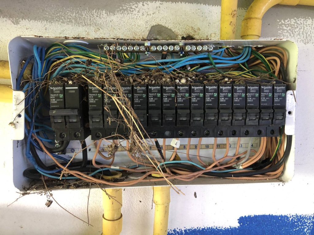 ตู้คอนซูมเมอร์ที่มีสัตว์เข้าไปทำรังเสี่ยงช็อต