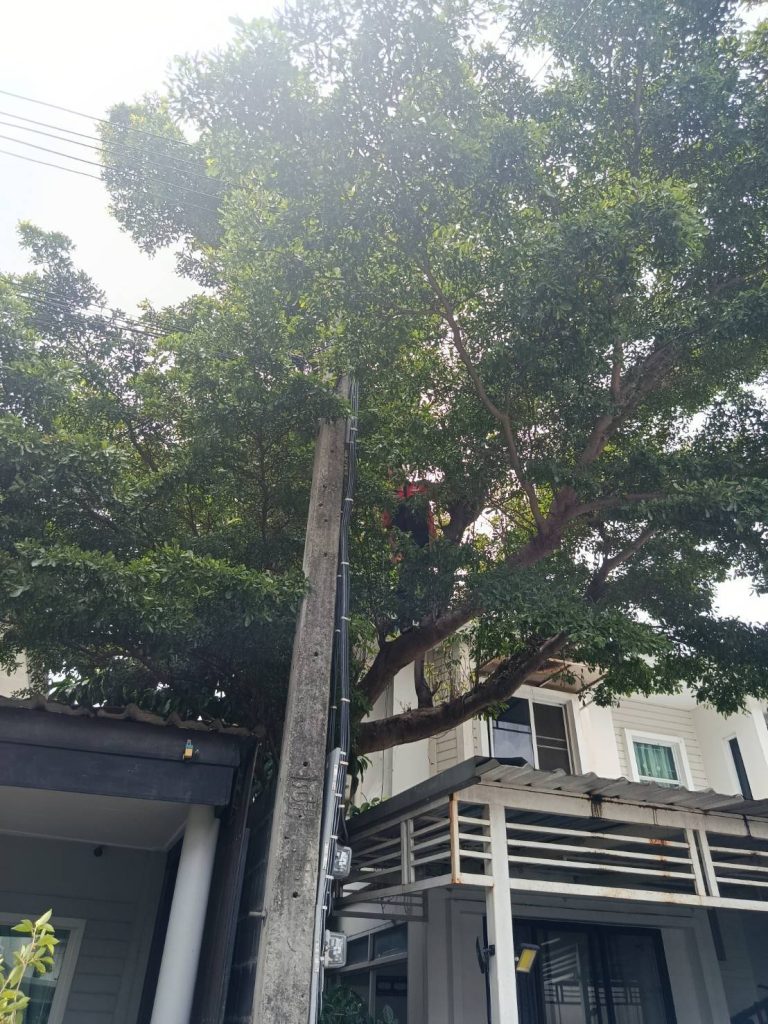 ช่างปีนต้นไม้เช็กสายไฟ