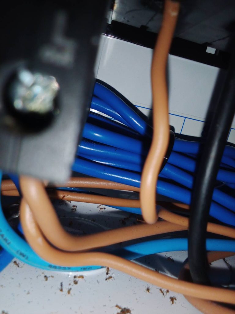 มีมดในตู้คอนซูมเมอร์เสี่ยงทำให้เกิดไฟช้อต