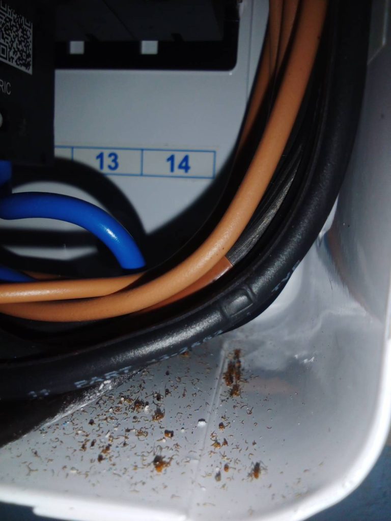 มีมดในตู้คอนซูมเมอร์เสี่ยงทำให้เกิดไฟช้อต