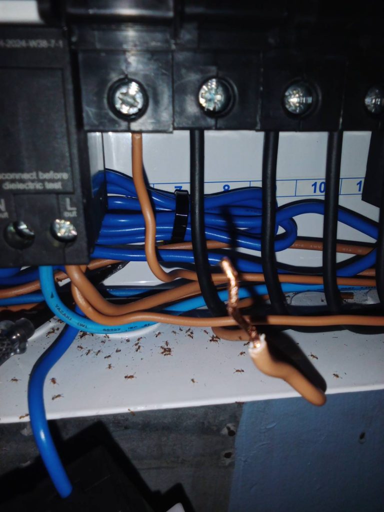 มีมดในตู้คอนซูมเมอร์เสี่ยงทำให้เกิดไฟช้อต