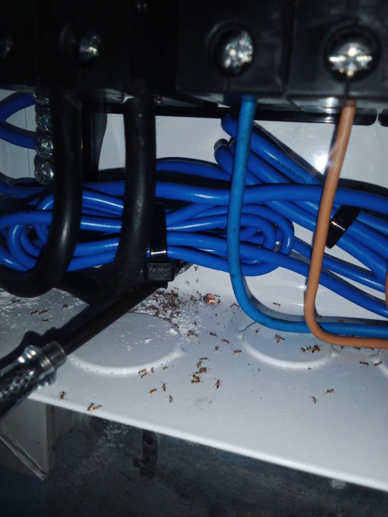 มีมดในตู้คอนซูมเมอร์เสี่ยงทำให้เกิดไฟช้อต